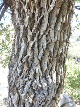 Image of Mexican Blue Oak