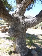 Image of Mexican Blue Oak