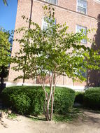 Image of balsam tree