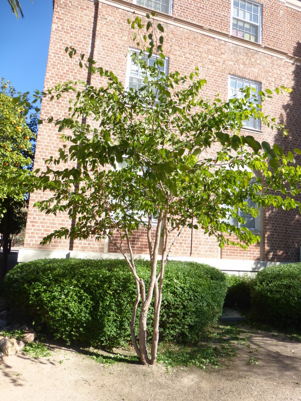 Imagem de Colophospermum mopane (Benth.) Leonard