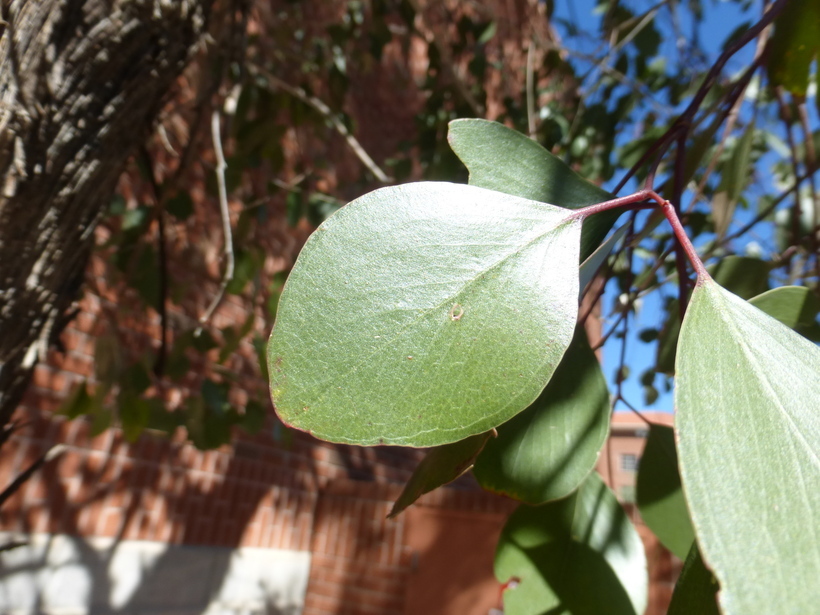 Imagem de Eucalyptus populnea F. Müll.