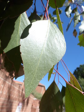 Image of Eucalyptus populnea F. Müll.