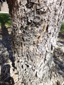 Image of Gregg's ash