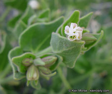 Слика од Mirabilis tenuiloba S. Wats.