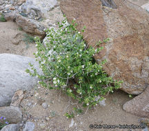 Слика од Mirabilis tenuiloba S. Wats.