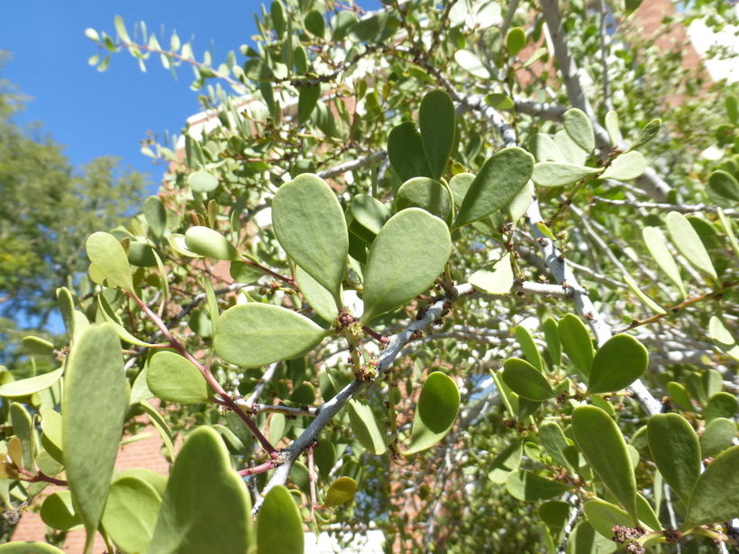 Image of <i>Maytenus phyllanthoides</i>