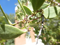 Image of <i>Maytenus phyllanthoides</i>