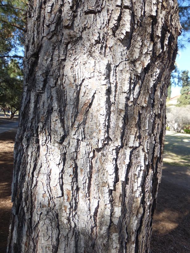 Image of Afghan pine