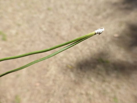 Image of Afghan pine