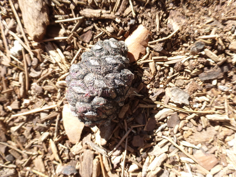 Image of Afghan pine