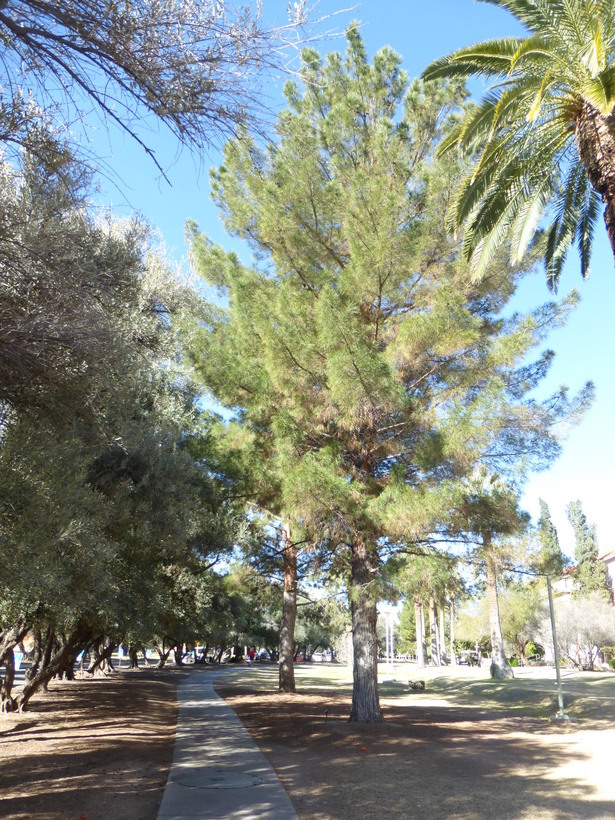 Image of Afghan pine