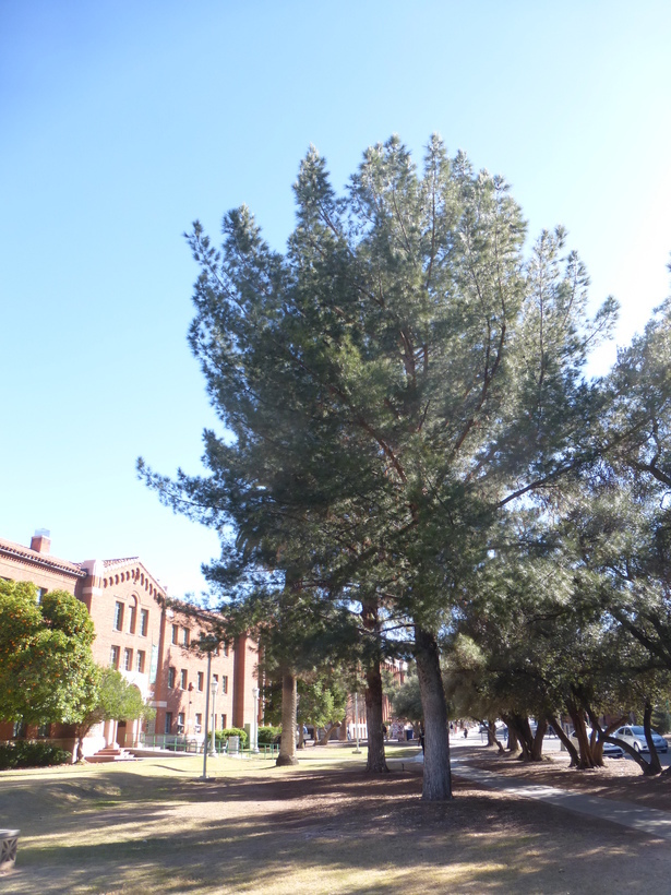 Image of Afghan pine