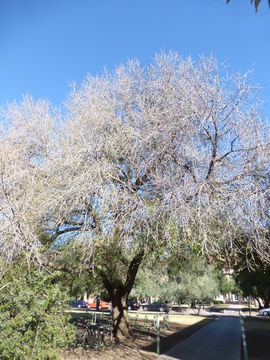 Image of Mt. Atlas mastic tree