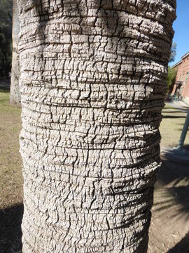 Image of Cabbage Palm