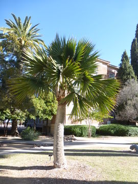 Image of Cabbage Palm