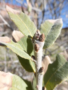 Image of Arizona White Oak