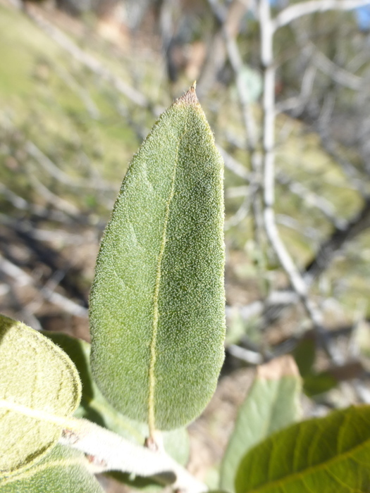 Imagem de Quercus arizonica Sarg.