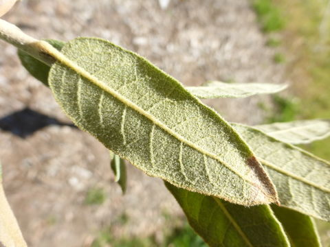 Imagem de Quercus arizonica Sarg.