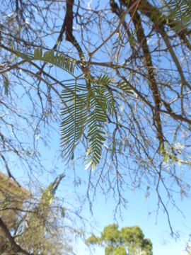 Image of algarrobo blanco