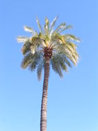 Image of Ceylon Date Palm