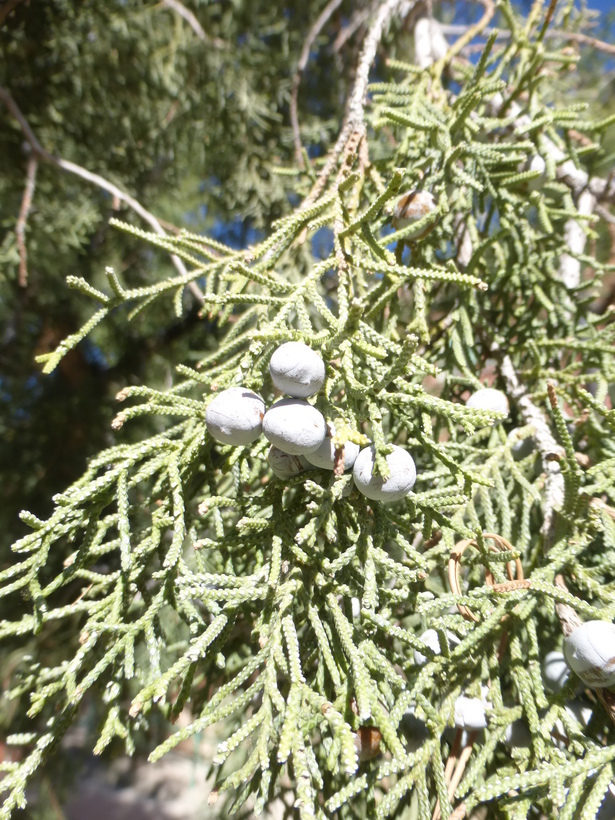 Image of Eastern Juniper