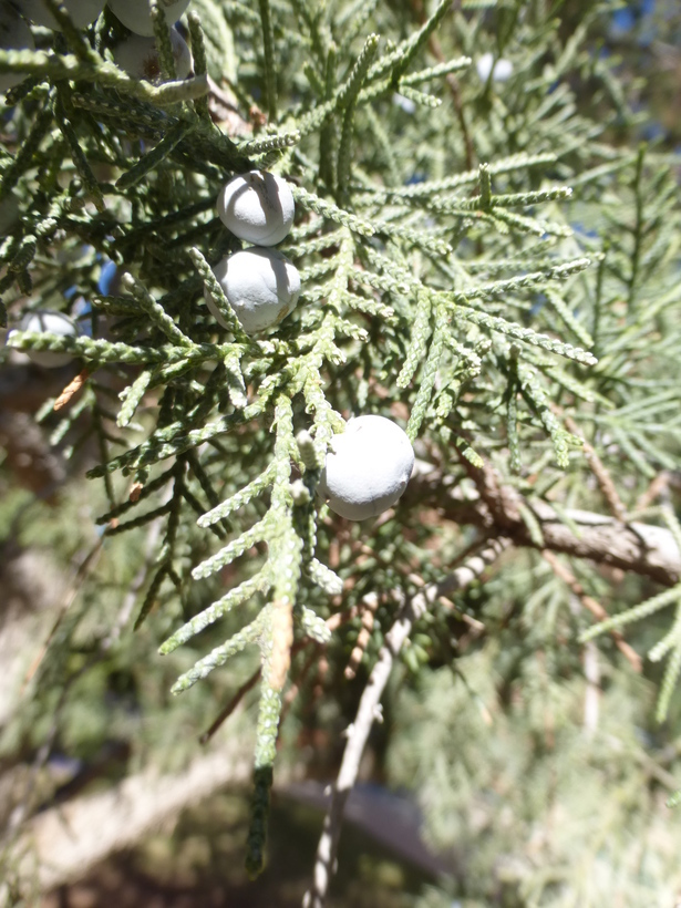 Image of Eastern Juniper