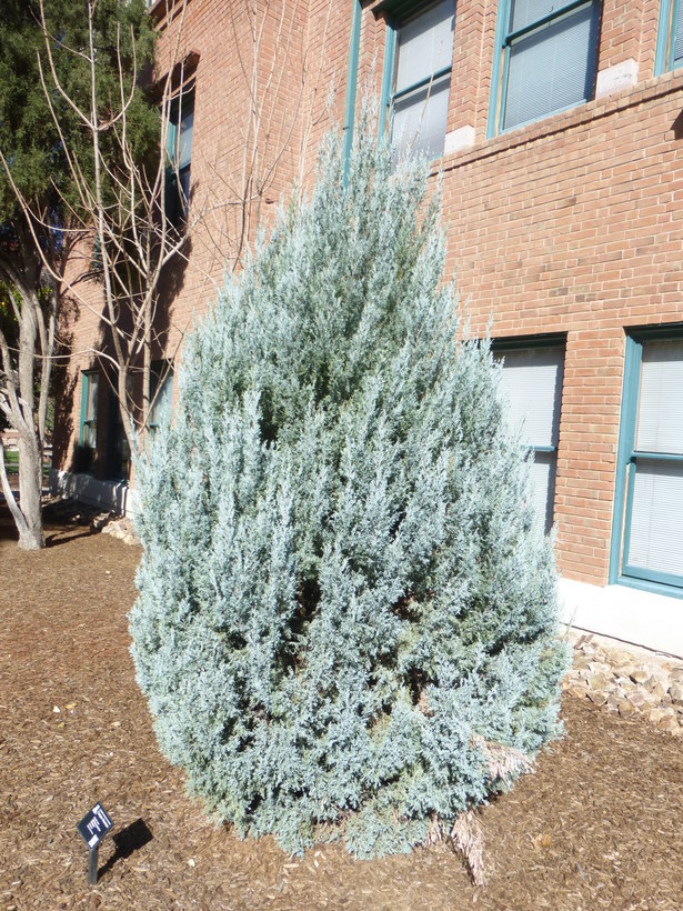 Слика од Juniperus scopulorum Sarg.