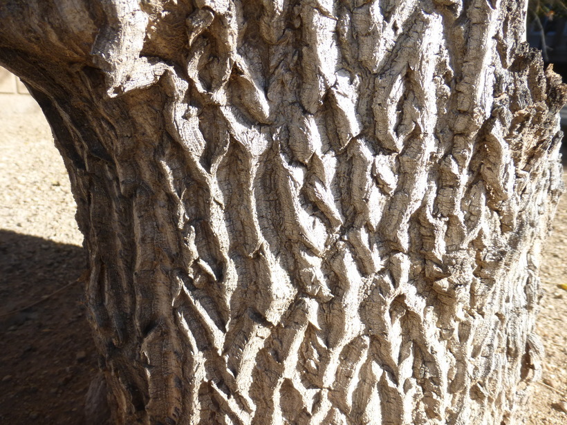 Imagem de Moringa oleifera Lam.