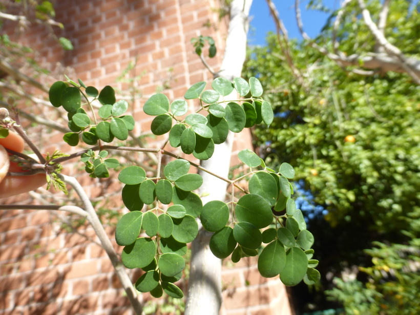 Sivun Ceyloninmoringa kuva