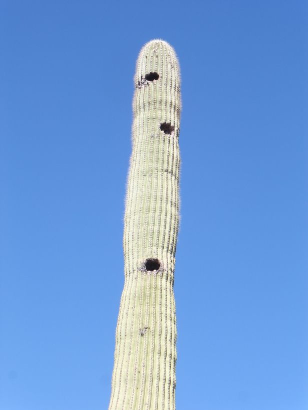 Image of Saguaro Cactus