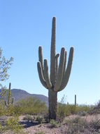 Image of Saguaro Cactus