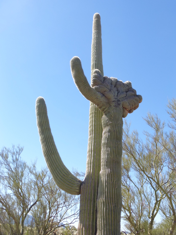 Image of Saguaro Cactus