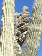 Image of Saguaro Cactus