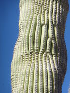 Image of Saguaro Cactus