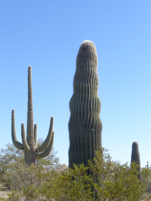Image of Saguaro Cactus