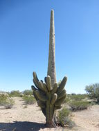 Image of Saguaro Cactus