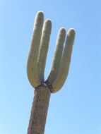 Image of Saguaro Cactus