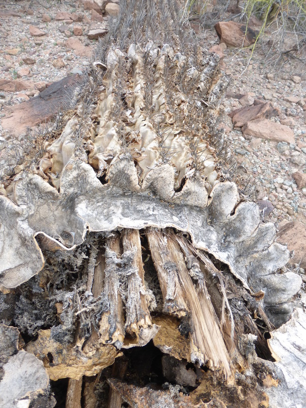 Image of Saguaro Cactus