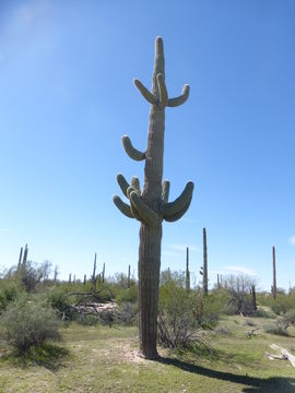 Image of Saguaro Cactus