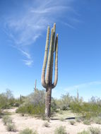 Image of Saguaro Cactus
