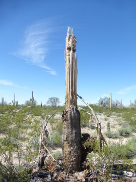 Image of Saguaro Cactus