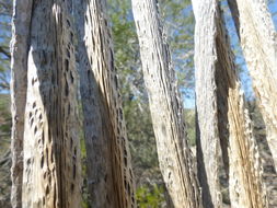 Image of Saguaro Cactus