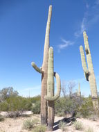 Image of Saguaro Cactus