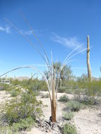 Image of Saguaro Cactus