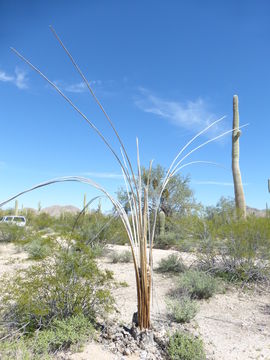 Image of Saguaro Cactus