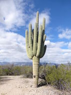 Image of Saguaro Cactus