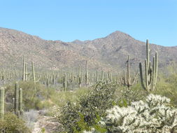 Image of Saguaro Cactus