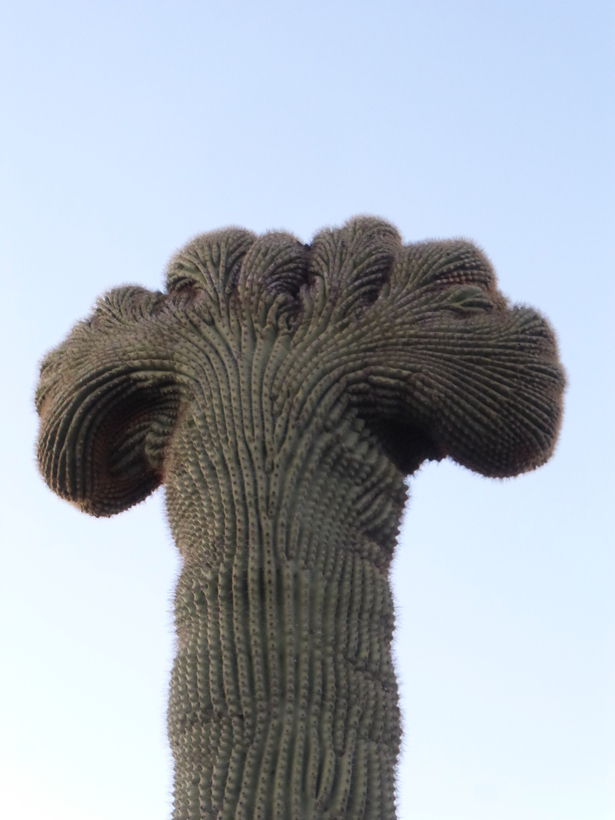 Image of Saguaro Cactus