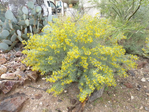 Image of Cassia artemisioides DC.