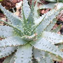 Image of Aloe pratensis Baker